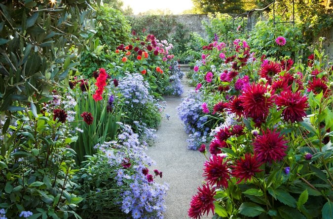 Growing Dahlias Planting Caring for Dahlia Flowers Growing Dahlias Planting Caring for Dahlia Flowers