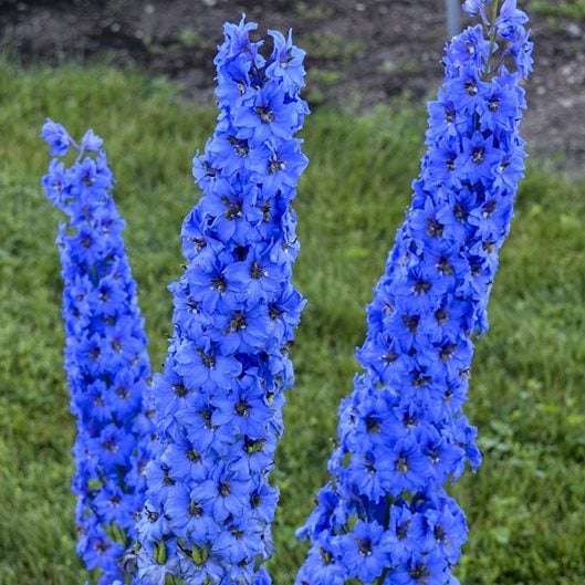 Image of Delphiniums blue perennial flowers