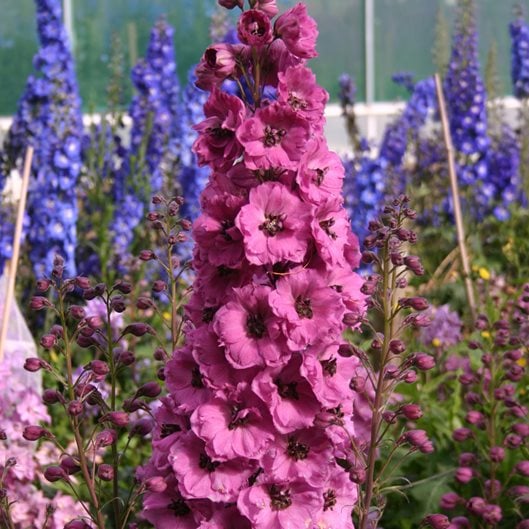 delphinium-elatum-pink-punch-pink-flower-walters-gardens_12755.jpg