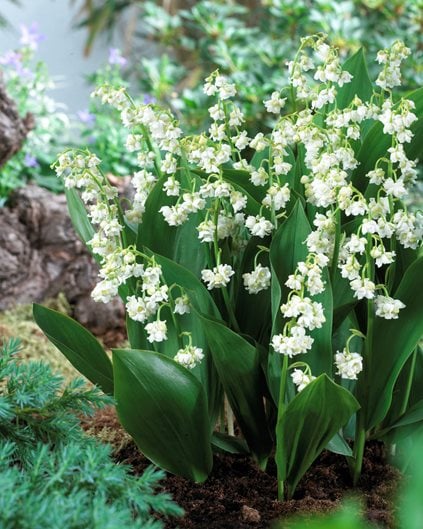 Convallaria majalis v. rosea, Pink Lily of the Valley