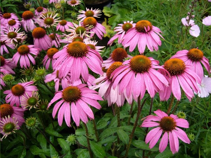 24 Purple Flowers to Brighten Your Garden