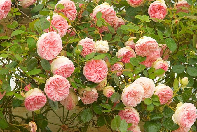 15 Types of Roses for Your Garden