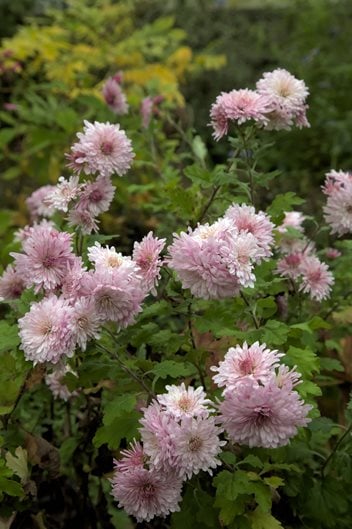 The Chrysanthemum: Flower of Emperors