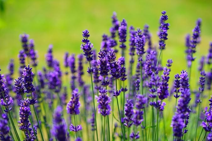 English Lavender (Lavandula) Hidcote Blue | Two Live Herb Plants | Non-GMO,  Perennial in Zones 5 to 8, Mosquito Repellent Plant