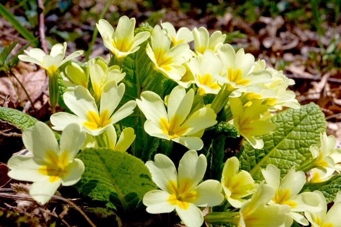 Beautiful Winter Plants