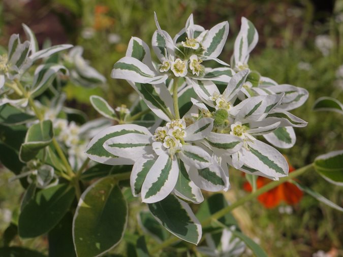 euphorbia plant care & varieties garden design