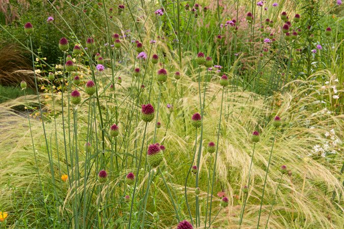 Mexican feather grass with drumstick alliums showing fine and coarse texture contrast