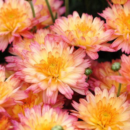 Chrysanthemum – Growing and Care Tips for Mums