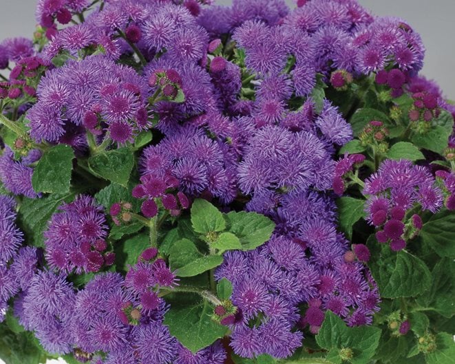 18 Best Annual Flowers - Annual Flowers List