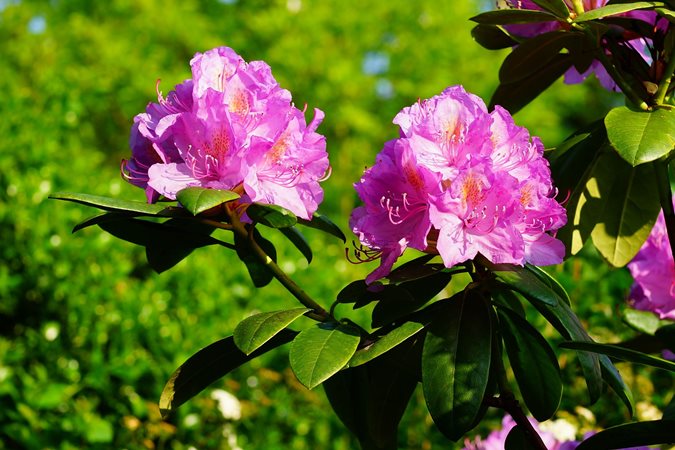 14 Best Flowering Shrubs | Garden Design