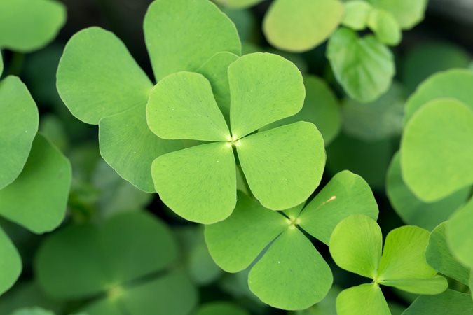 The Luck of the Irish: The Meaning and Significance of Four Leaf Clove
