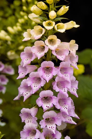 digitalis purpurea foxy