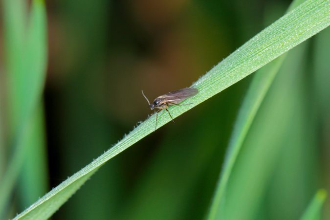 How to Identify & Treat Common Houseplant Pests