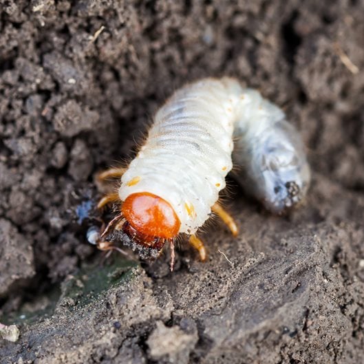 download giant grub worm