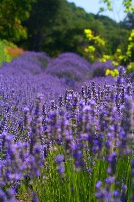 plant nursery