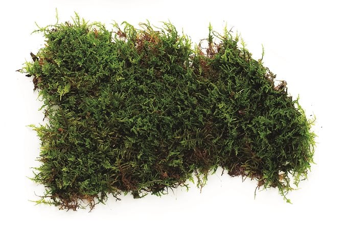 Live Moss Mats for Sun or Shade