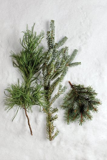 Our Guide to Conifers | Garden Design
