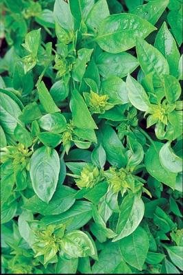 7 Mosquito Repellent Plants  Garden Design