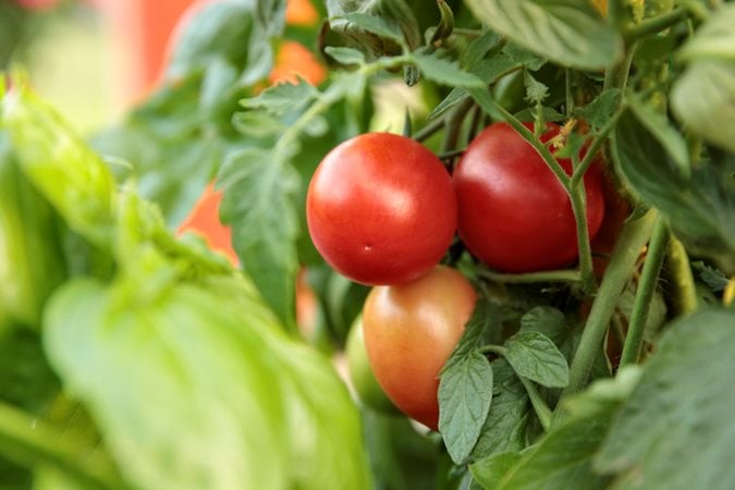 Image of Tomatoes summer plants vegetables