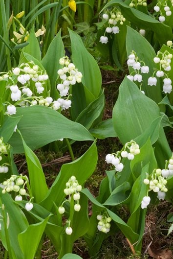 Fragrant White Lily of the Valley Pips for Sale