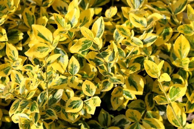 10 Best Evergreen Shrubs Bushes For Sun Or Shade Garden Design