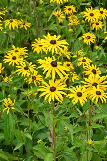 Black eyed susan perennial discount