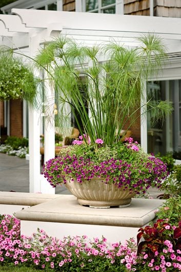 Ornamental Grass For Your Garden, Types Of Tall Grass For Landscaping