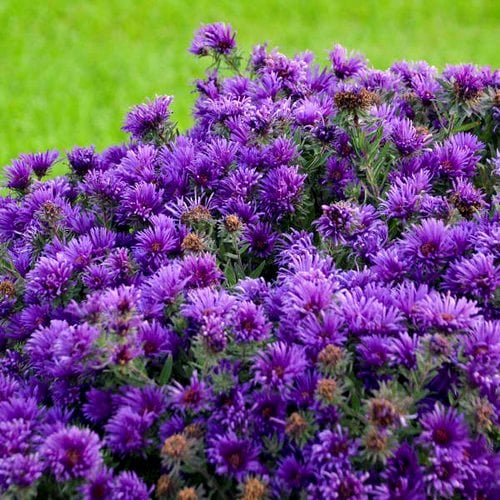 24 Best Cutting Garden Flowers