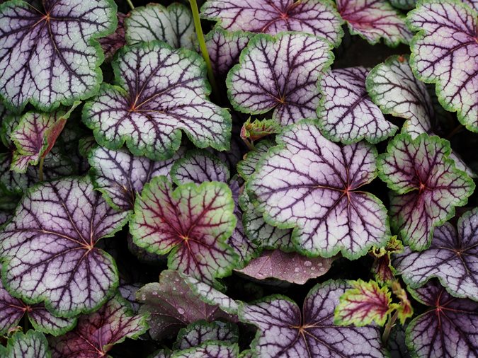 10 Plants That Grow Well In The Shade