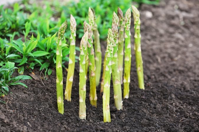 Image of Asparagus and raspberries companion planting 1