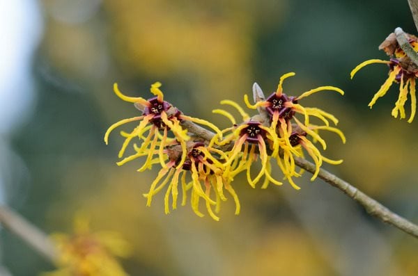Growing Witch Hazel: How to Care for Witch Hazel in the Garden | Garden