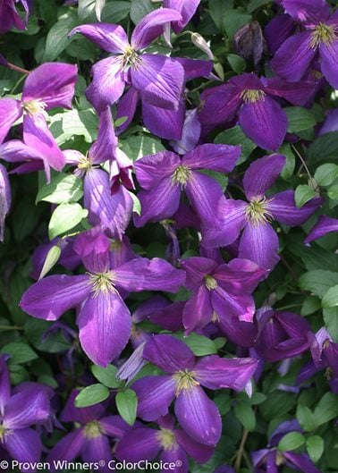 Top 10 Flowering Creepers To Make Your Garden A Happy Space