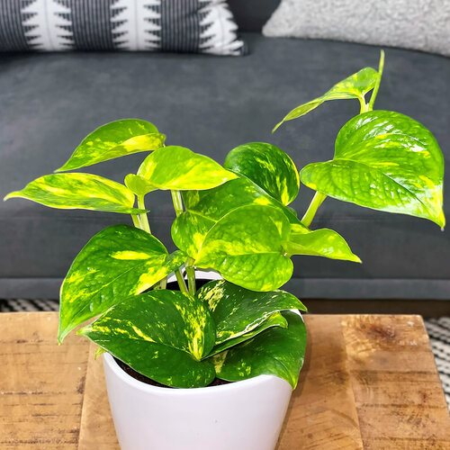 Indoor plant vibe : r/IndoorGarden