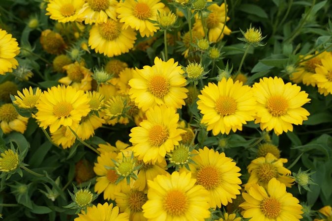 Blanket flower companion plants outlet