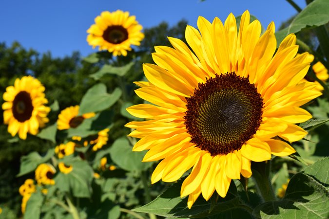 21 Easy Flowers for Beginners