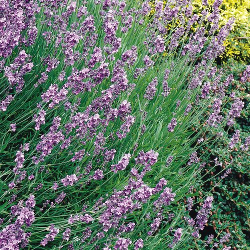 How To Grow & Care For Lavender
