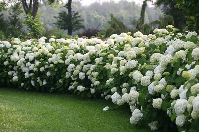 Image of White hydrangea bush in garden