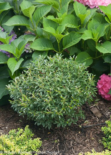 10 Best Evergreen Shrubs Bushes For Sun Or Shade Garden Design