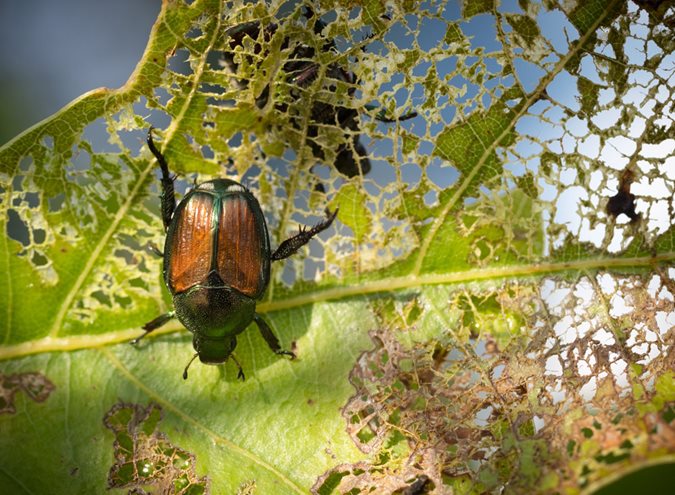 how to get rid of japanese beetles