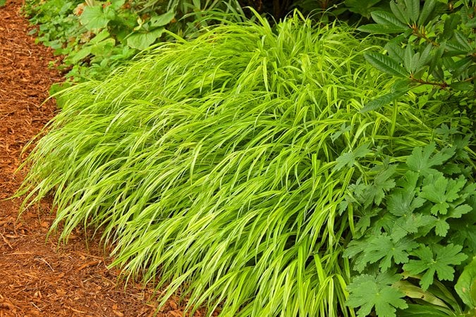 Ornamental Grass For Your Garden, Types Of Grass For Landscape