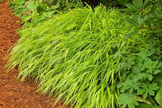 purple fountain grass toxic to dogs