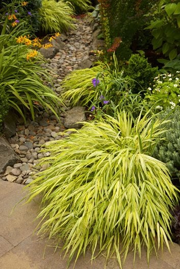 Shade Plants Top 20 Perennials, Landscape Plants For Shade