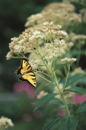 joe pye weed white bartered bride garden design_11391