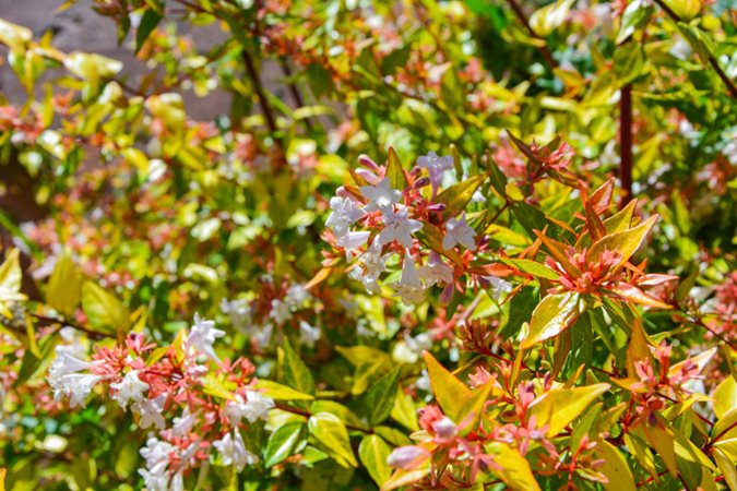 ornamental evergreen shrubs