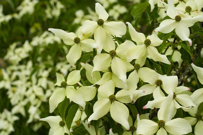 10 Best Shrubs With White Flowers  White flowering shrubs, White flowers  garden, Small flower gardens