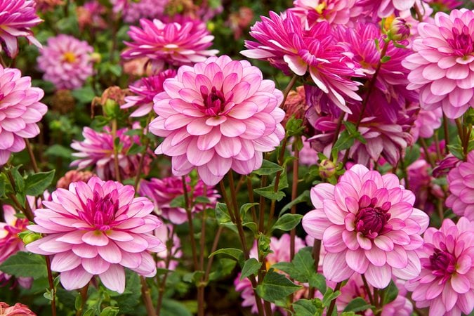 23 Best Summer Flowers for Your Garden - Pretty Summer Blooming Plants