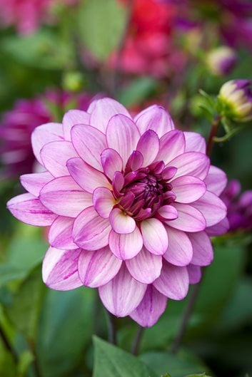 https://www.gardendesign.com/pictures/images/675x529Max/site_3/lauren-michelle-dahlia-light-purple-flower-waterlily-dahlia-garden-design_11927.jpg