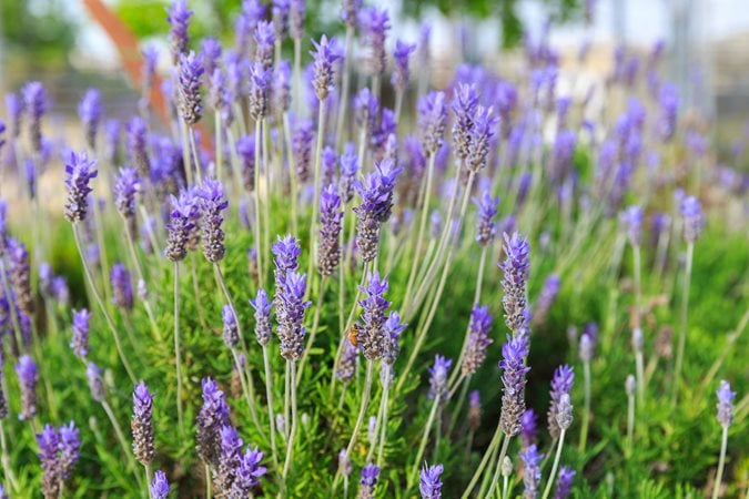 Caring for Lavender in Winter (Indoors & Outdoors)