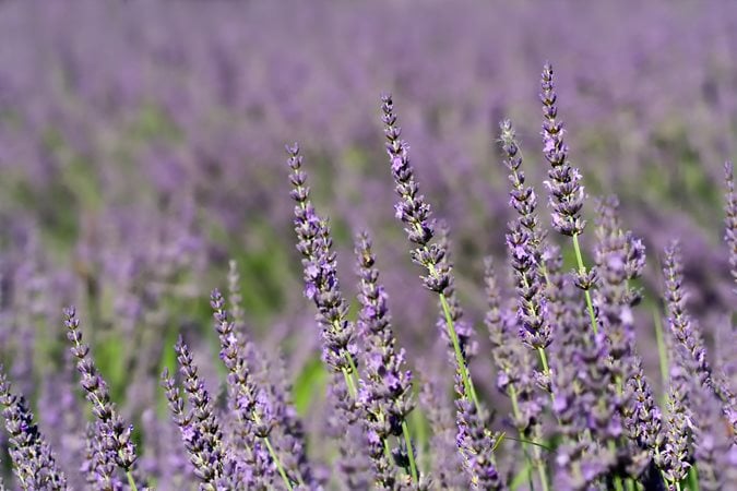 Lavender Plant Care - Ultimate Planting & Growing Guide