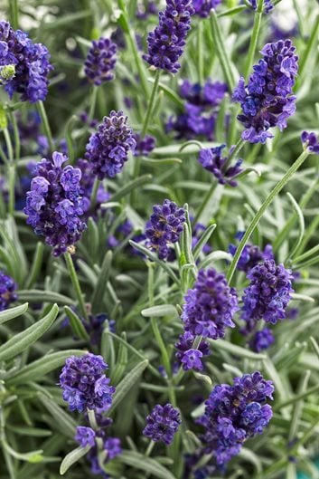 Purple Flowers To Brighten Your Garden